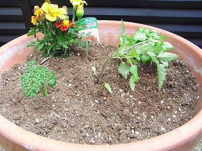 ミニトマトのコンパニオンプランツのコツ コンパニオンプランツ 寄せ植え野菜の家庭菜園