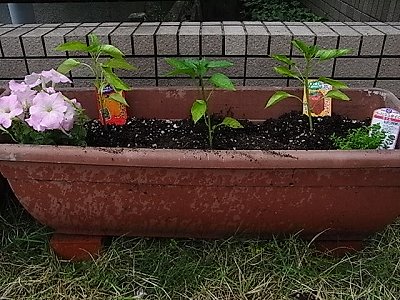 ピーマンのコンパニオンプランツ コンパニオンプランツ 寄せ植え野菜の家庭菜園