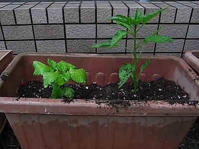 ししとうのコンパニオンプランツ コンパニオンプランツ 寄せ植え野菜の家庭菜園